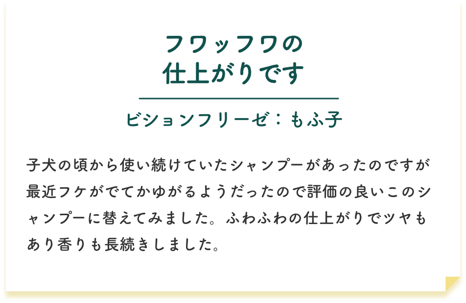 フワッフワの仕上がりです | ビションフリーゼ：もふ子